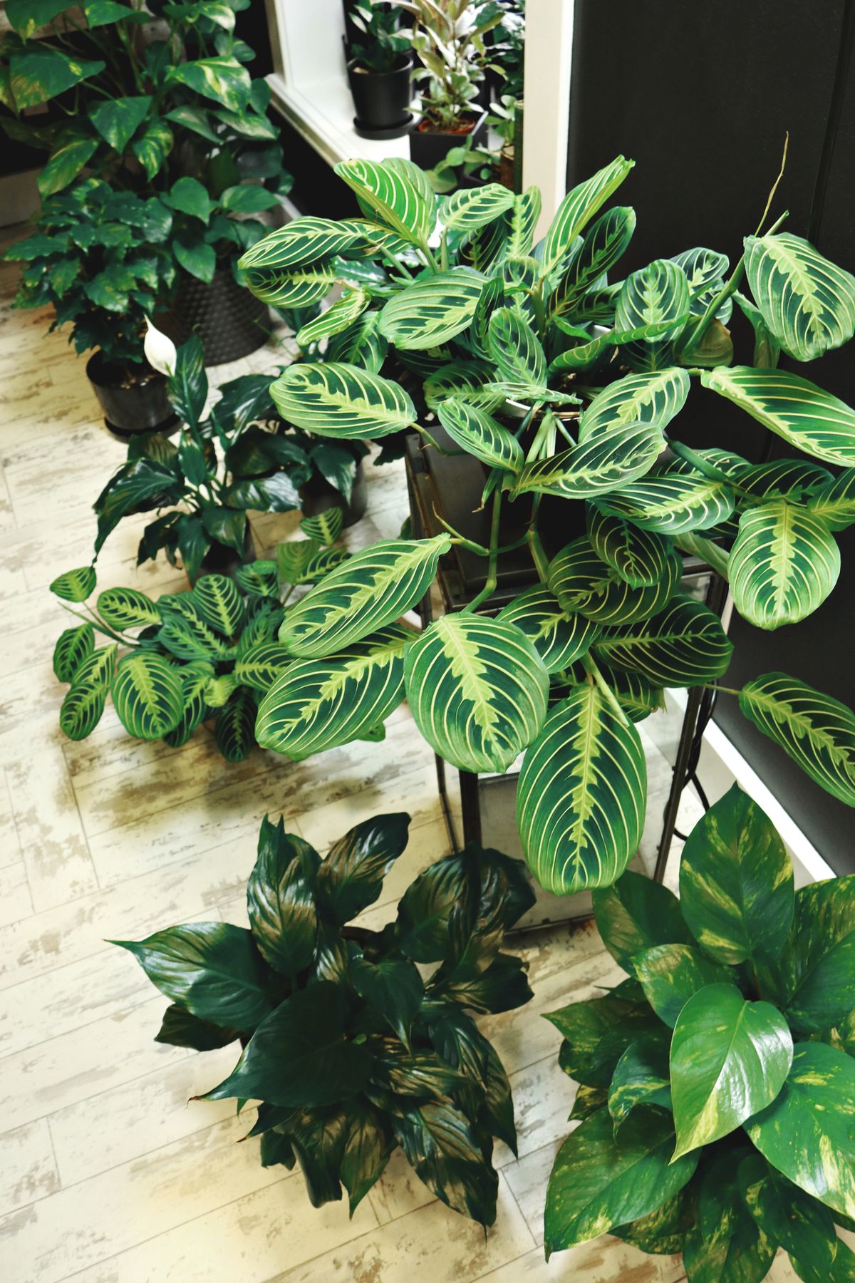 Aglaonema available on rent in Pune