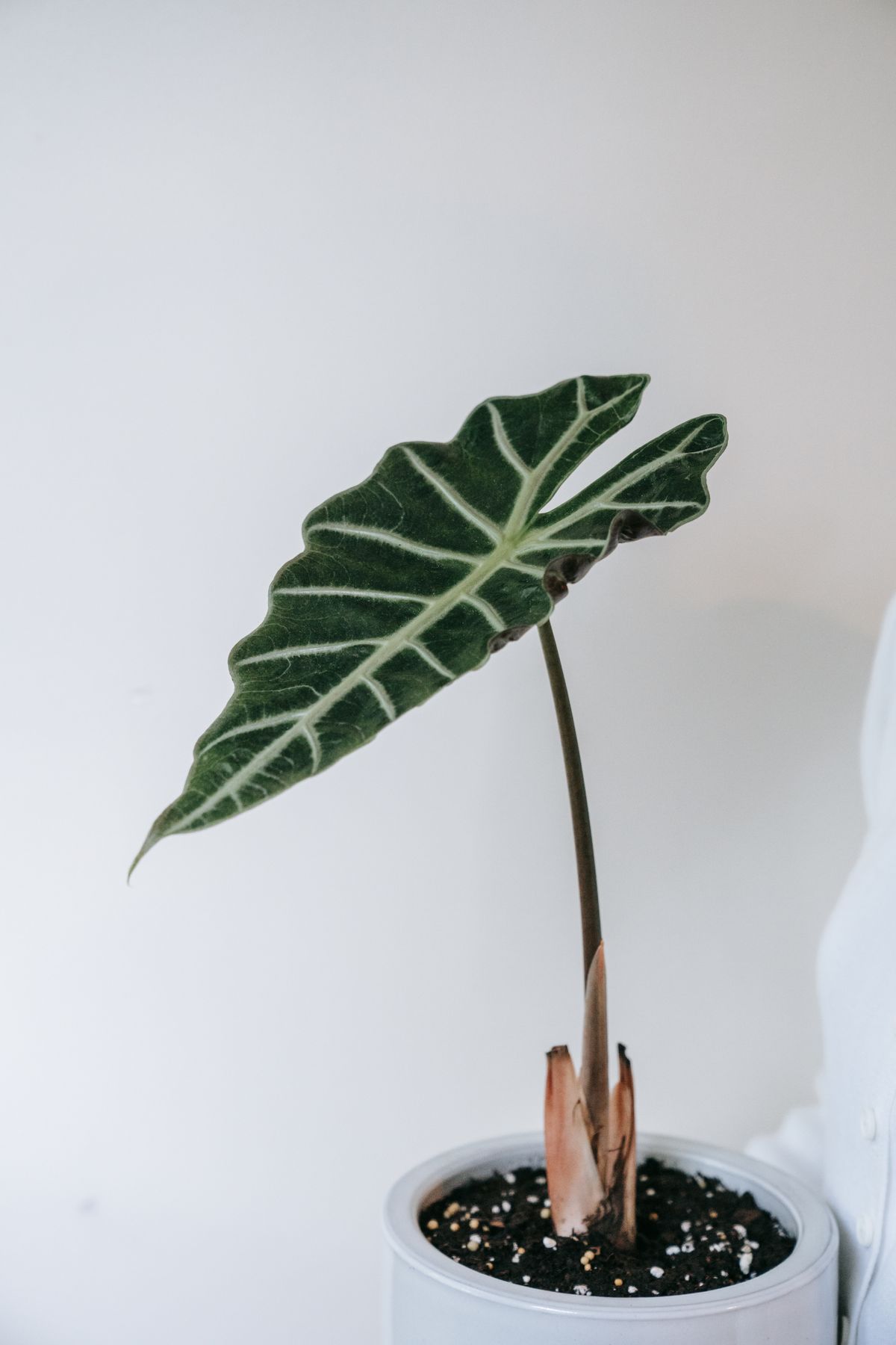 Alocasia available on rent in Pune