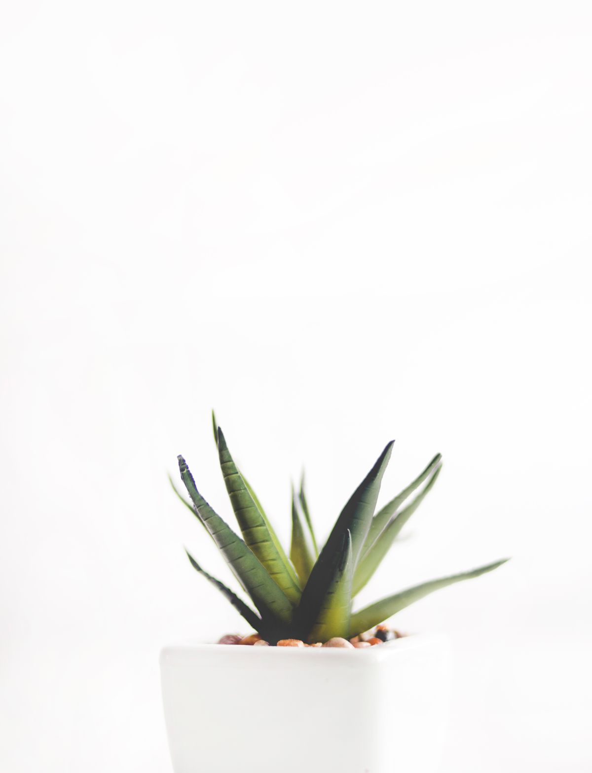 Aloe Vera available on rent in Pune