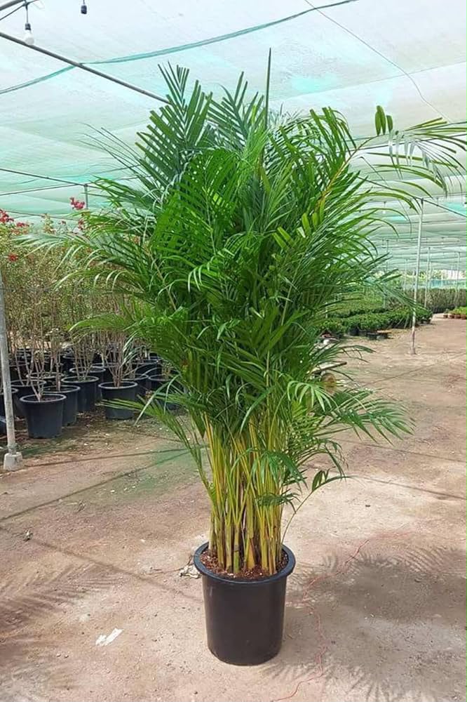 Areca palm on rent in a Pune office reception