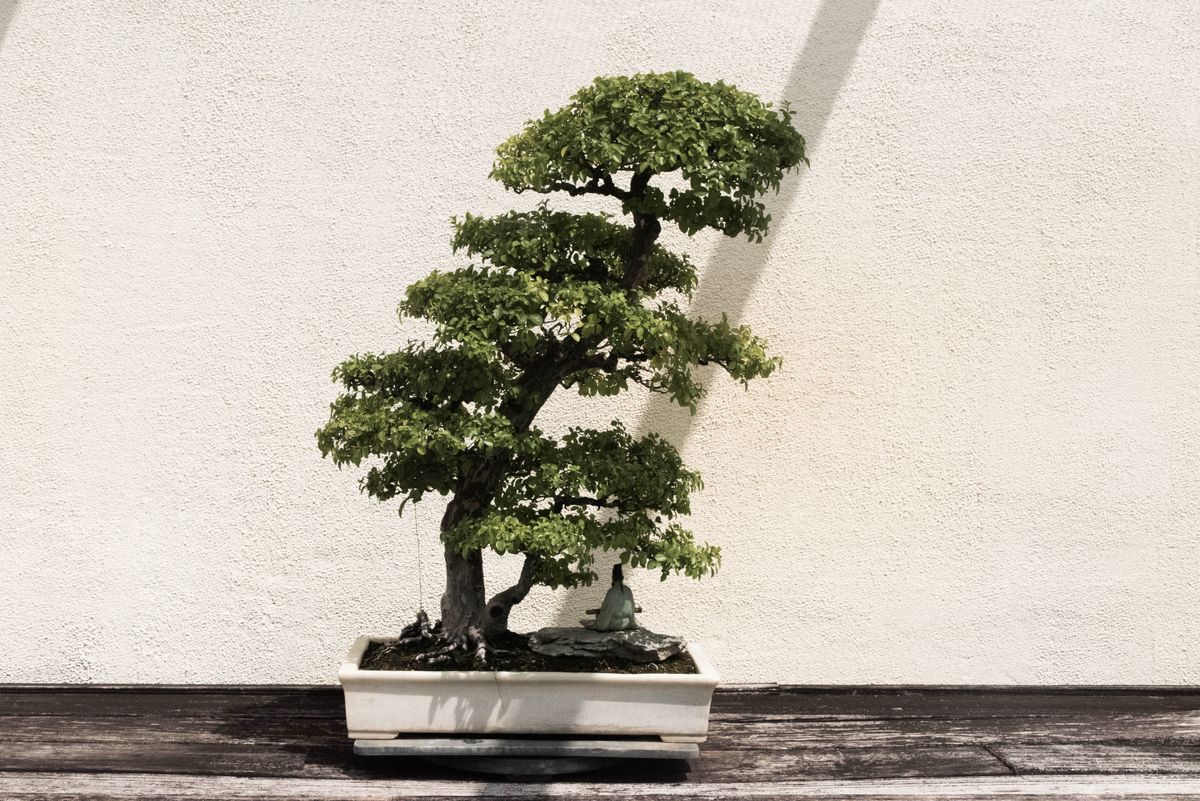Bonsai available on rent in Pune