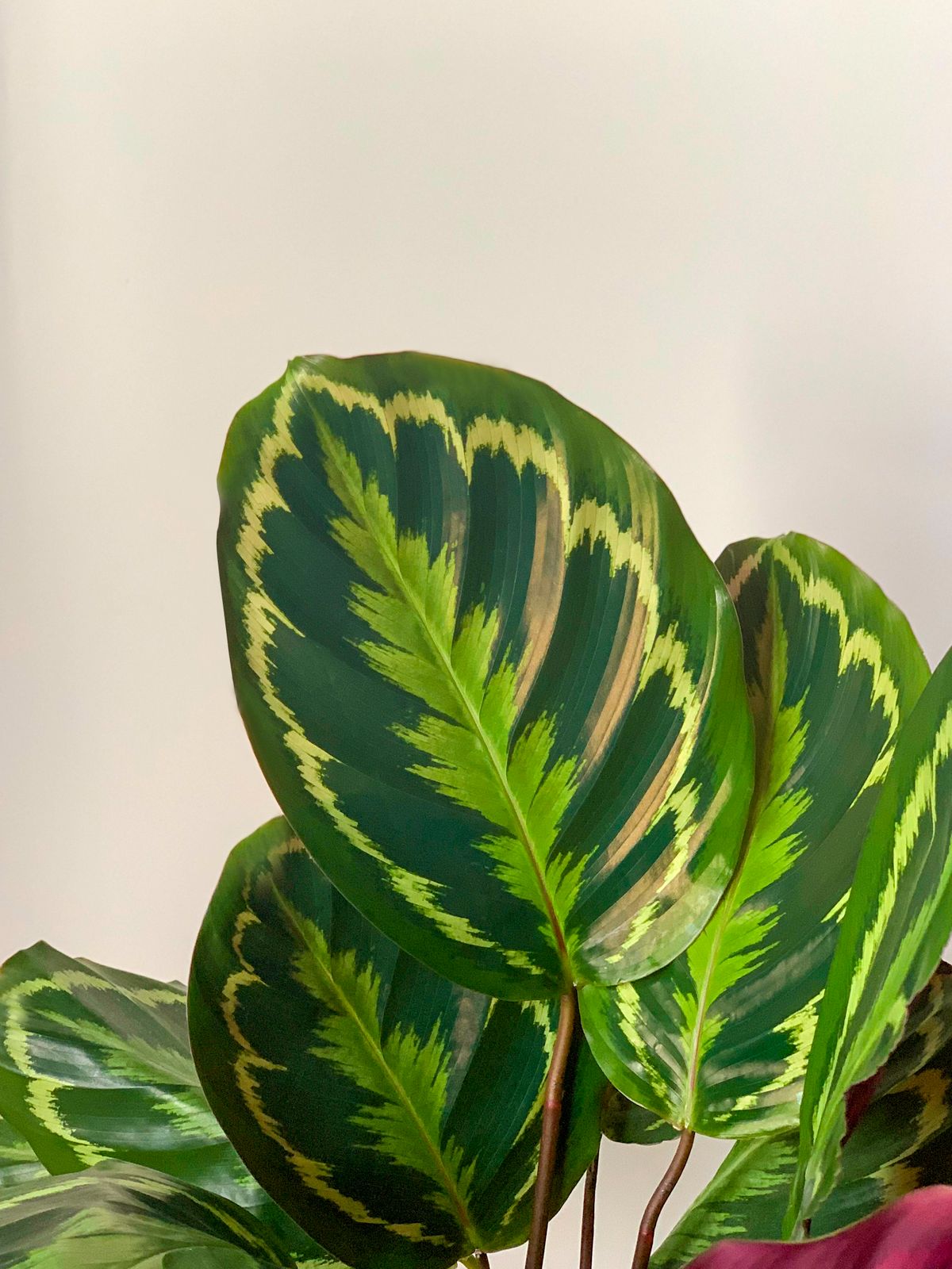 Calathea available on rent in Pune