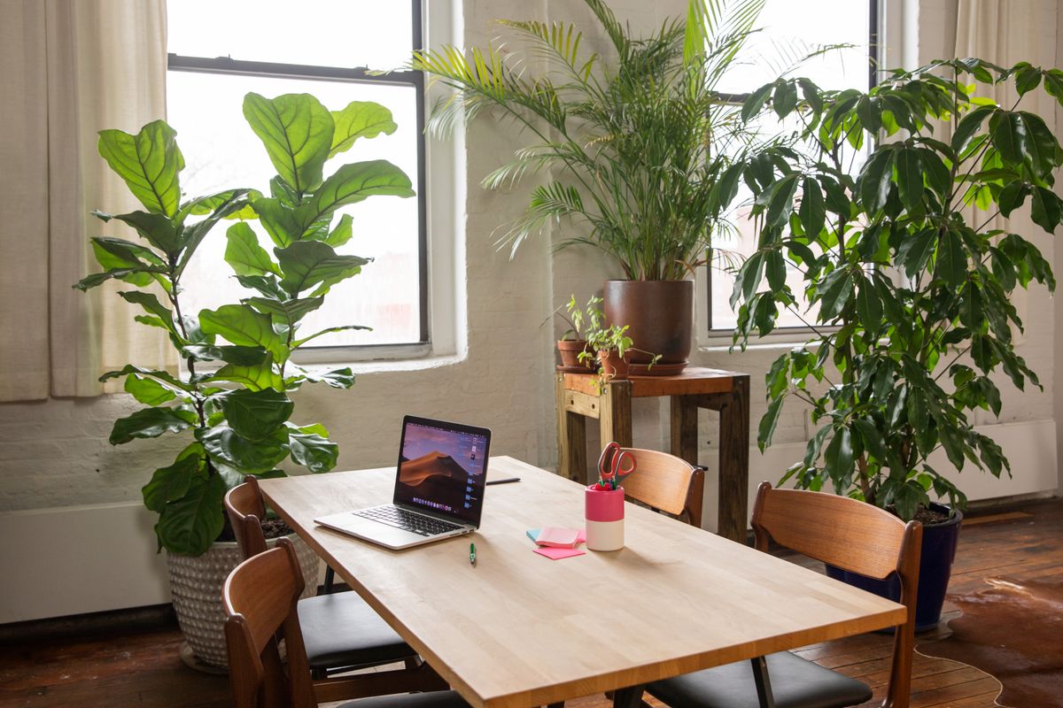 Plants on rent for corporate spaces in Pune