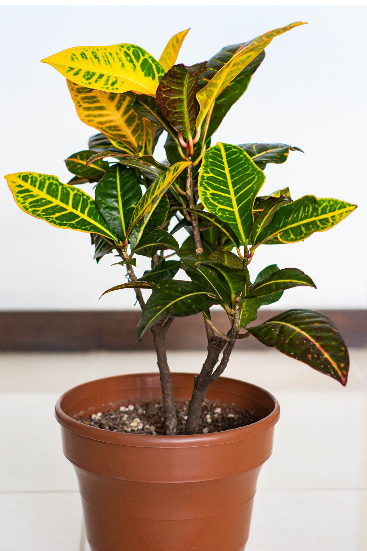 Croton available on rent in Pune