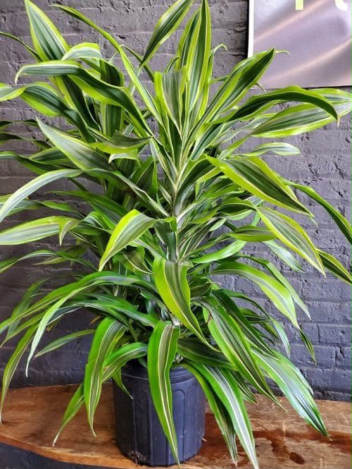 Dracaena on rent for air-conditioned offices in Pune