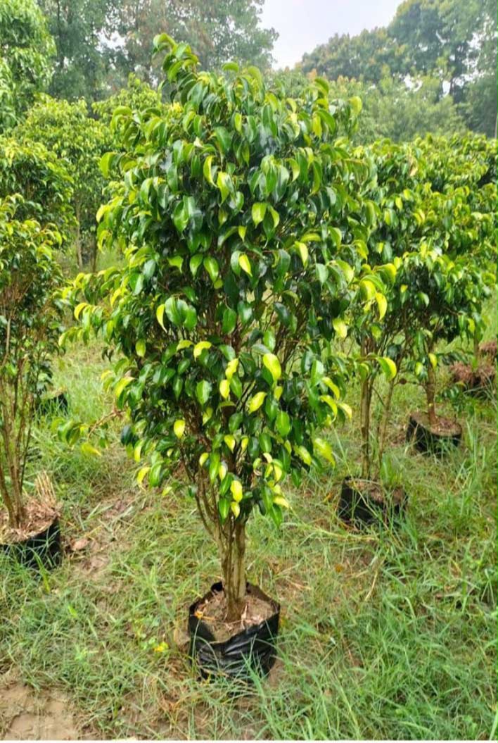 Ficus plant on rent for Pune office lobbies