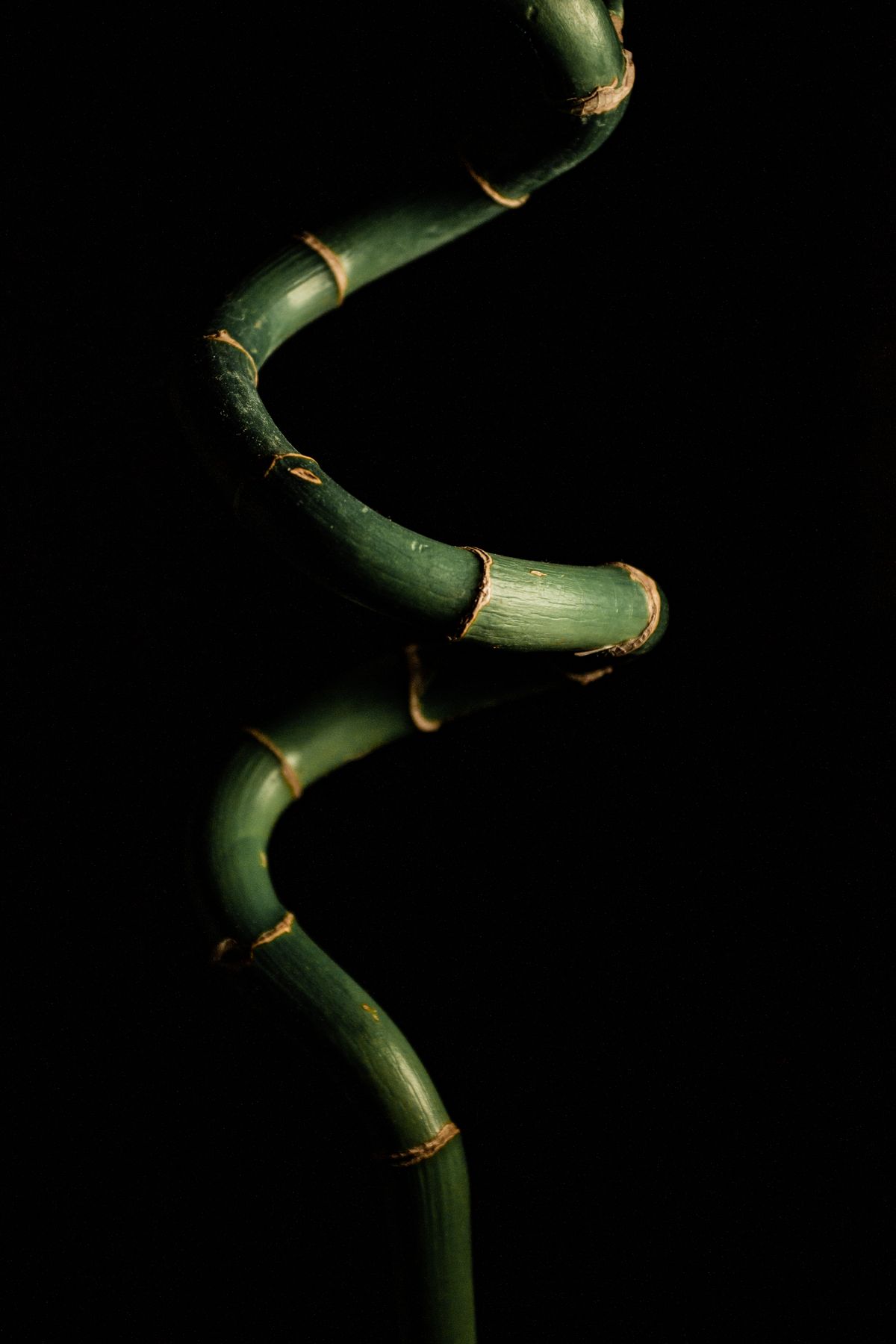 Lucky Bamboo available on rent in Pune