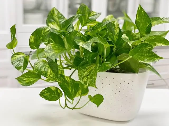 Money plant on rent for Pune offices