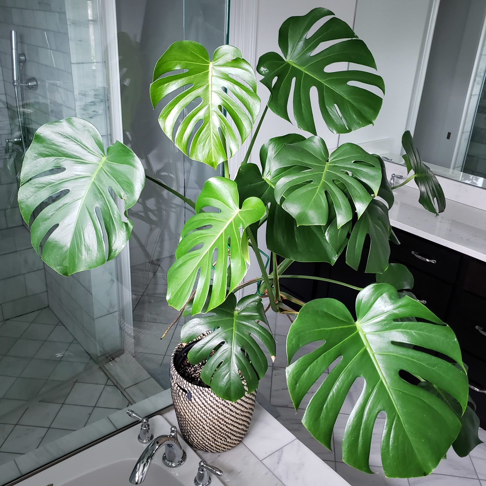 Monstera deliciosa on rent in Pune