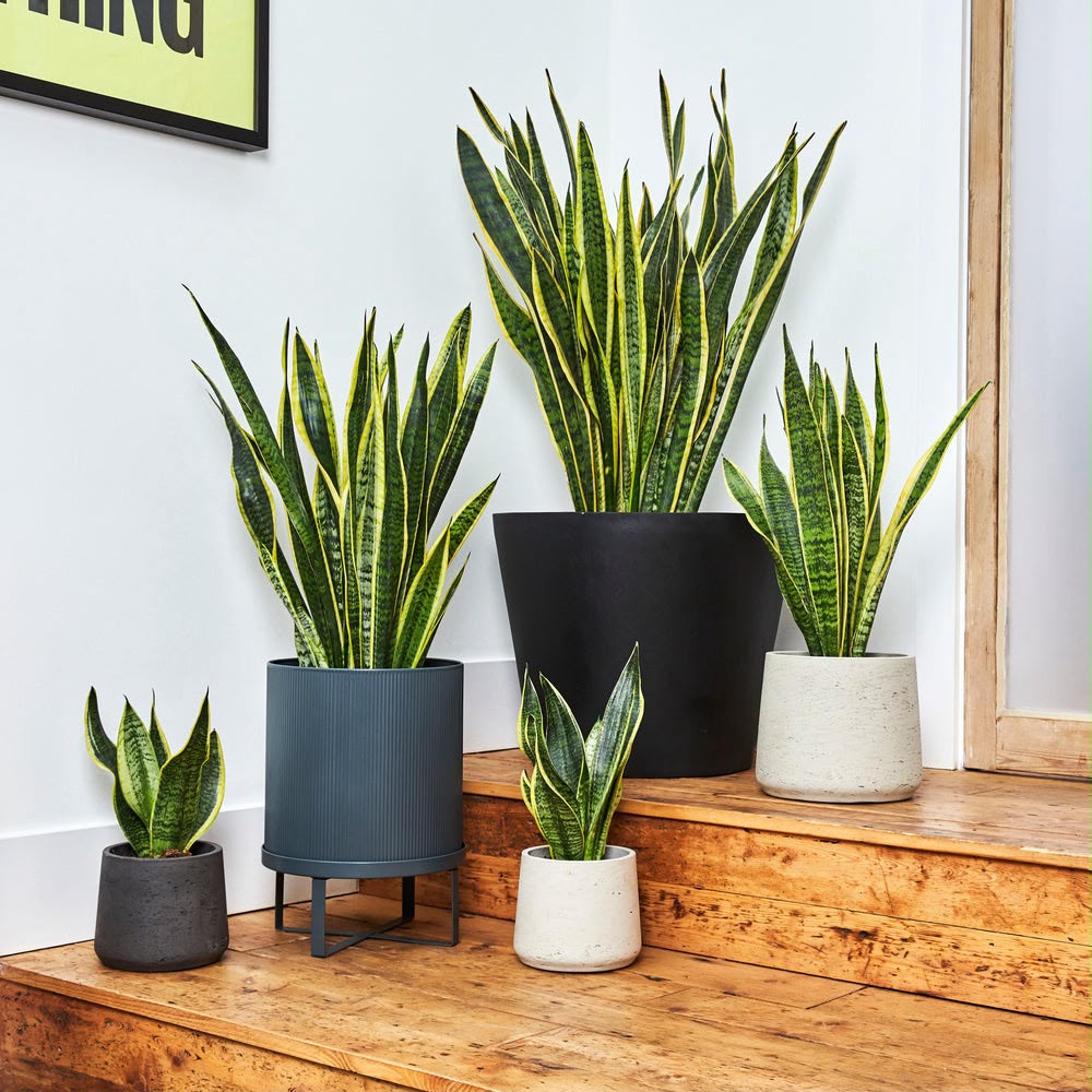 Plants on rent for offices in Pune