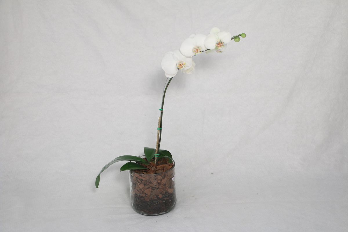 Orchid available on rent in Pune