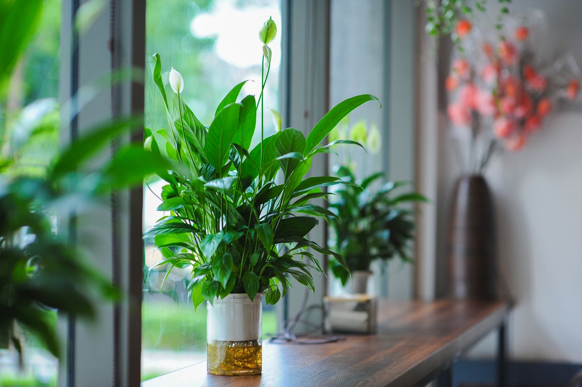 Peace Lily available on rent in Pune