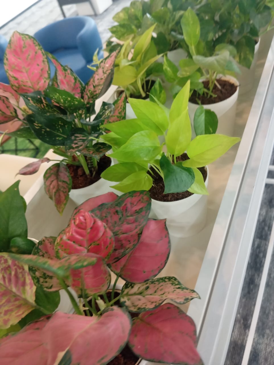 Plant available on rent in Pune