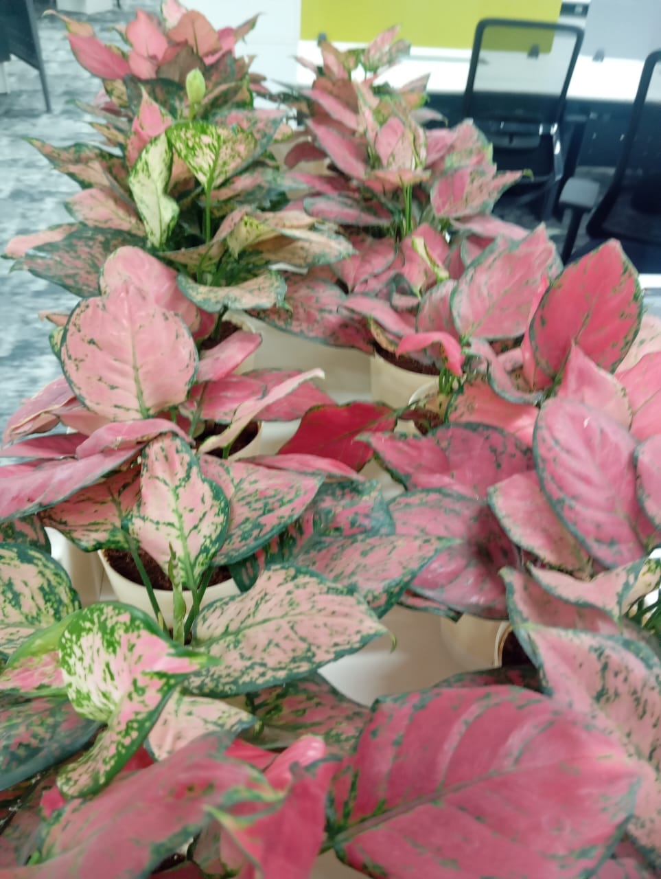 Plant available on rent in Pune