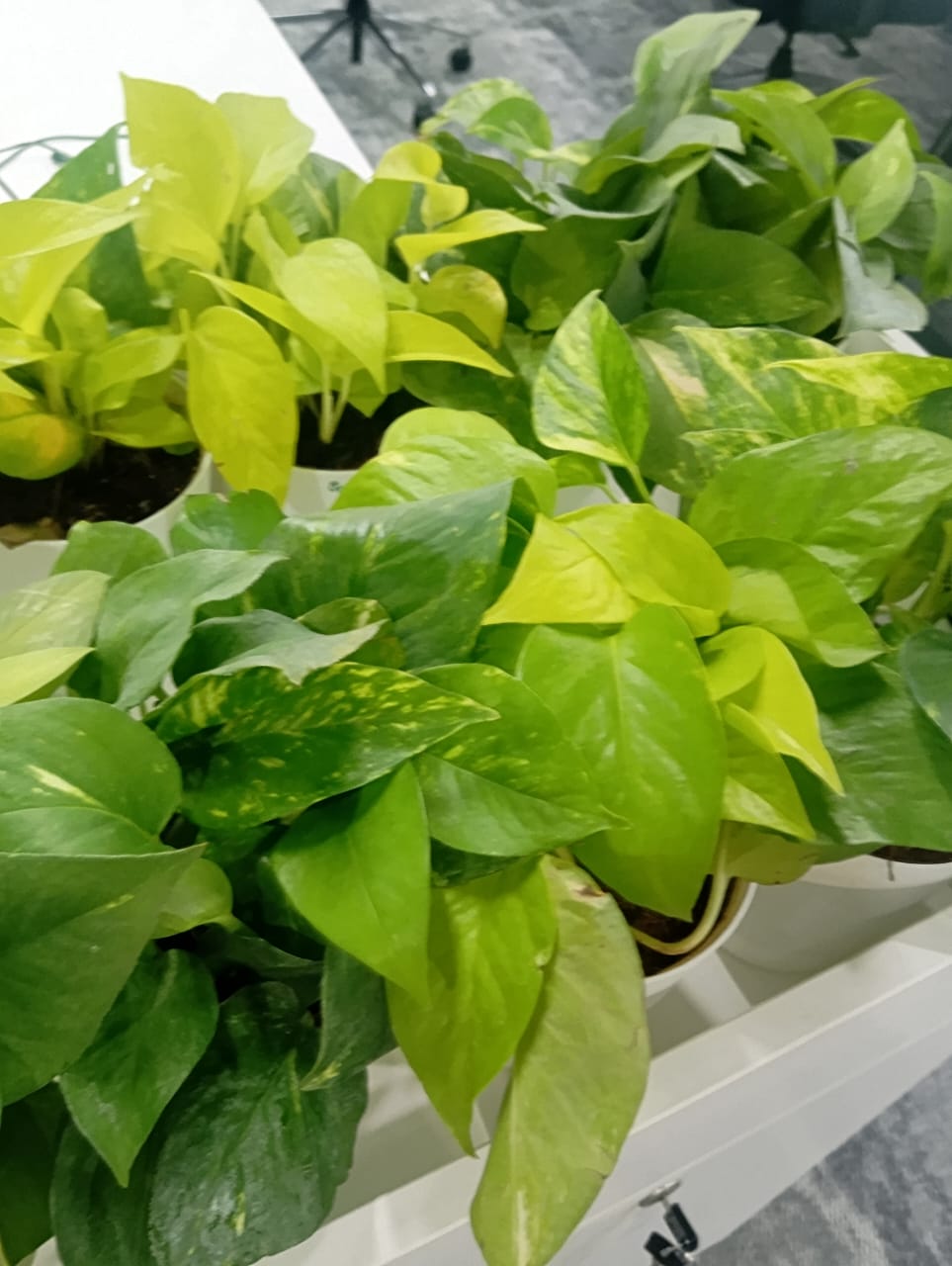 Plant available on rent in Pune