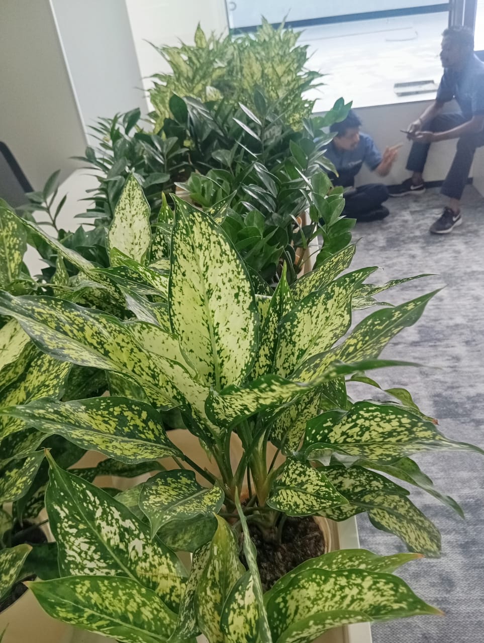 Plant available on rent in Pune