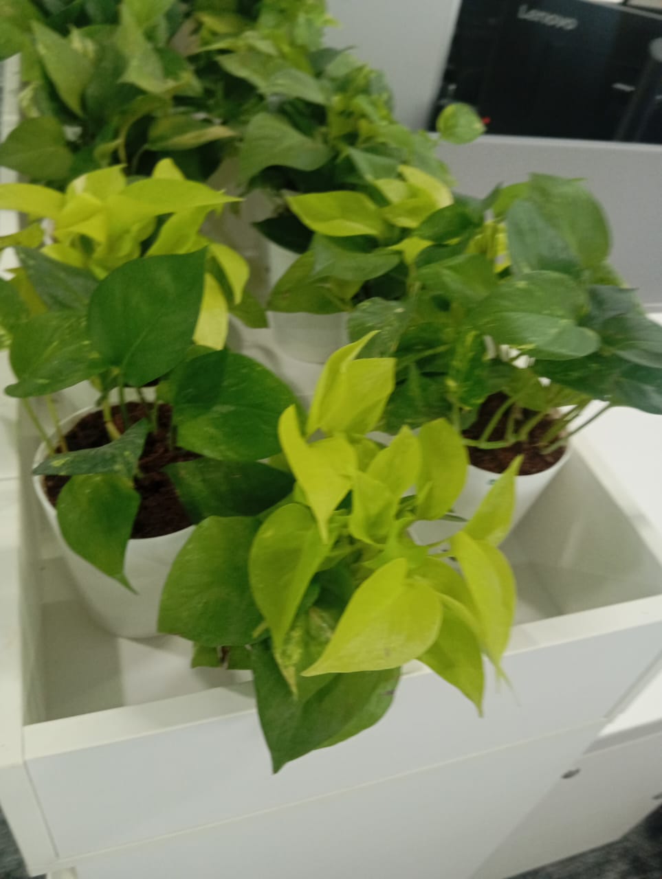 Plant available on rent in Pune