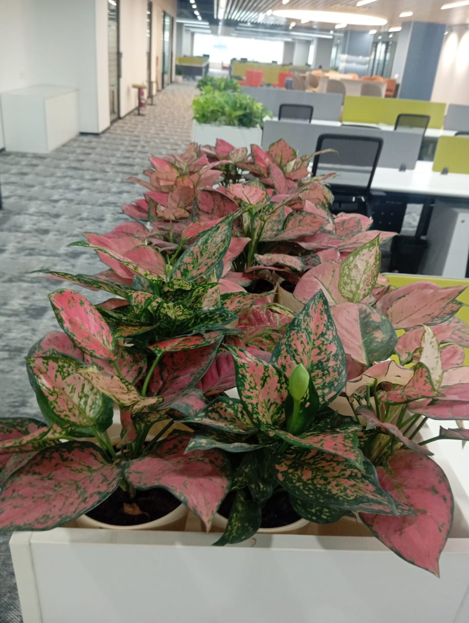 Plant available on rent in Pune