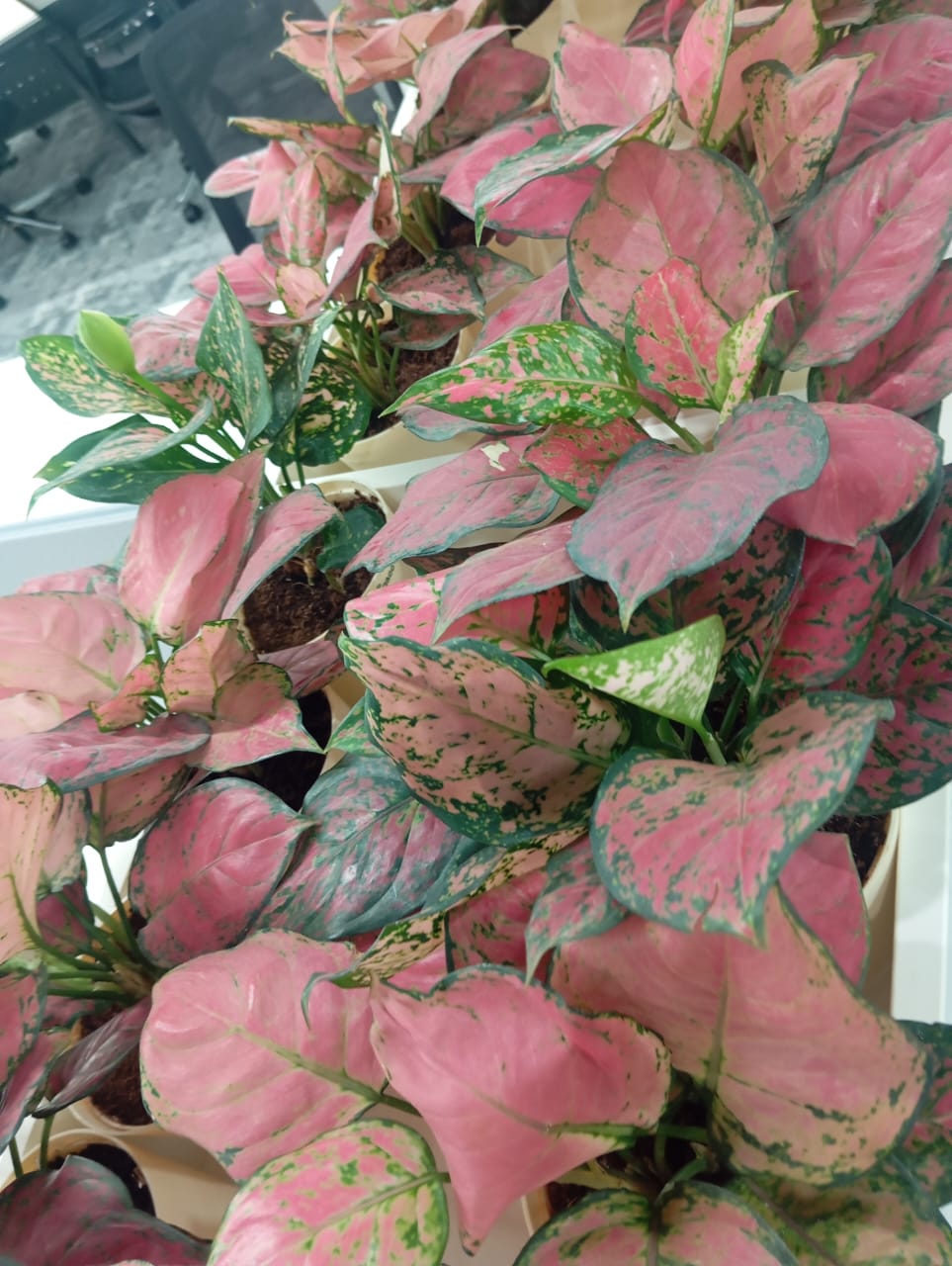 Plant available on rent in Pune