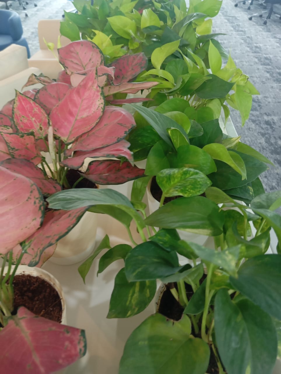 Plant available on rent in Pune