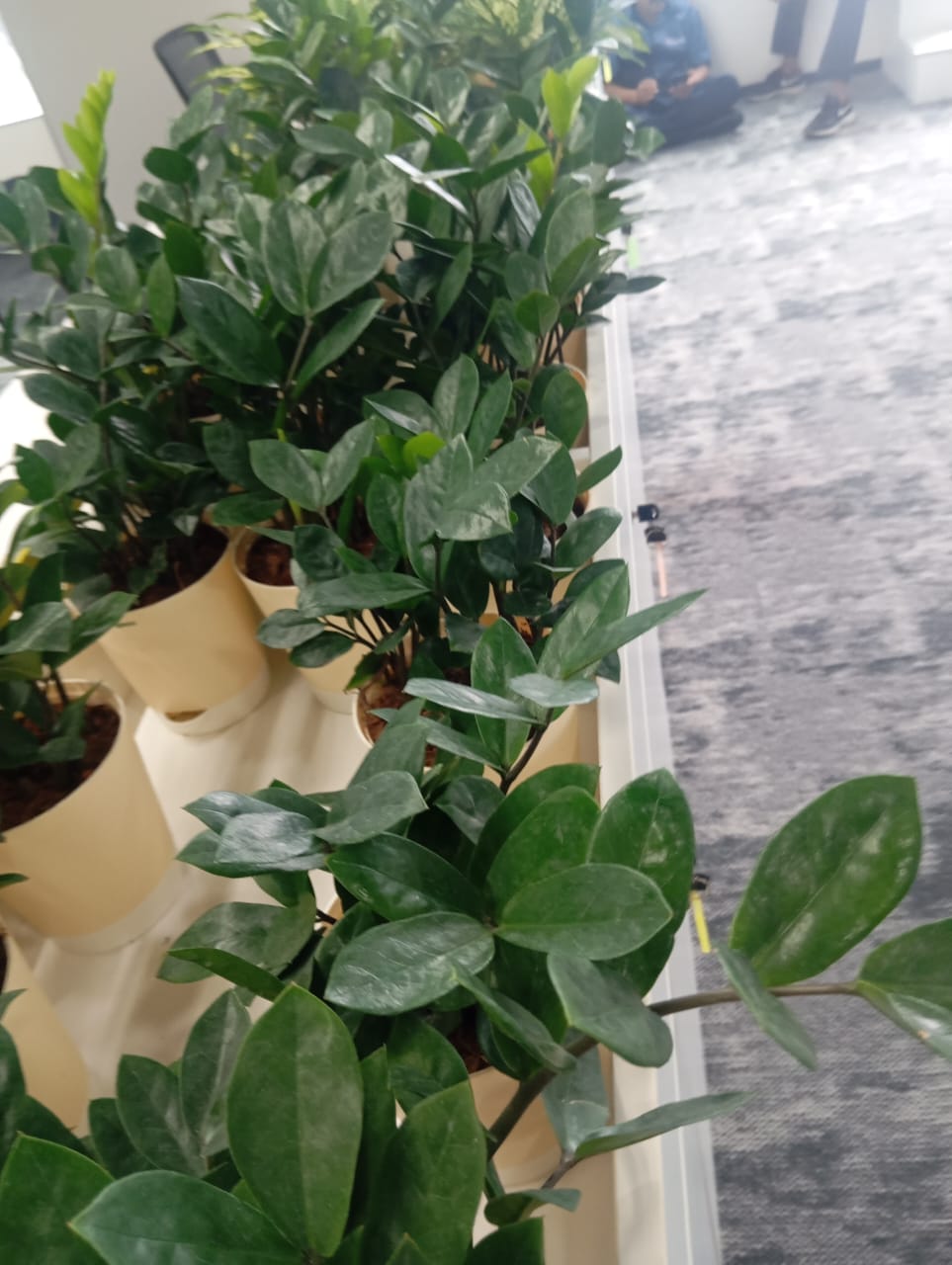 Plant available on rent in Pune