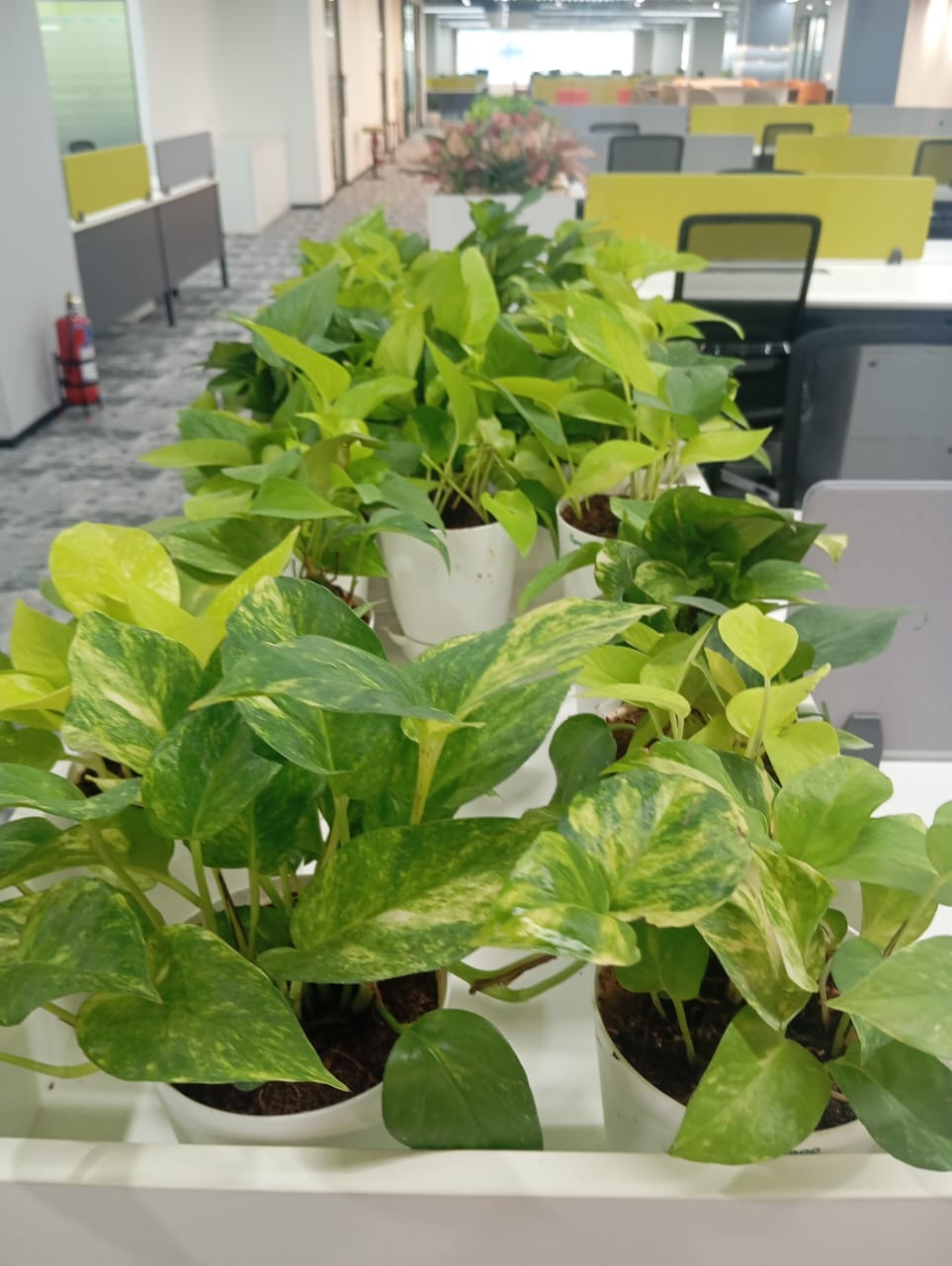 Plant available on rent in Pune