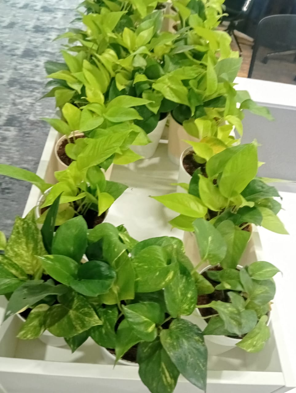 Plant available on rent in Pune