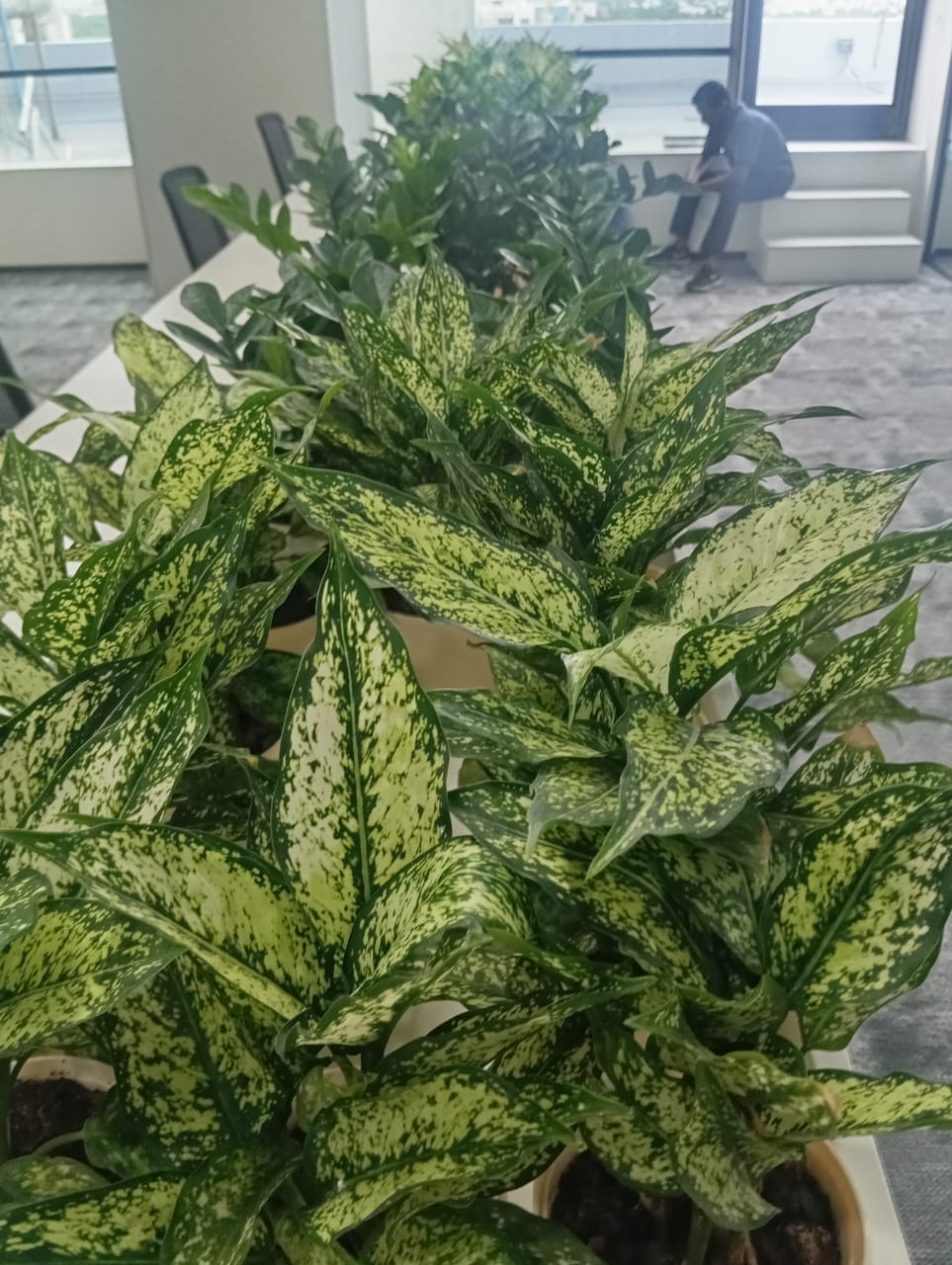 Plant available on rent in Pune