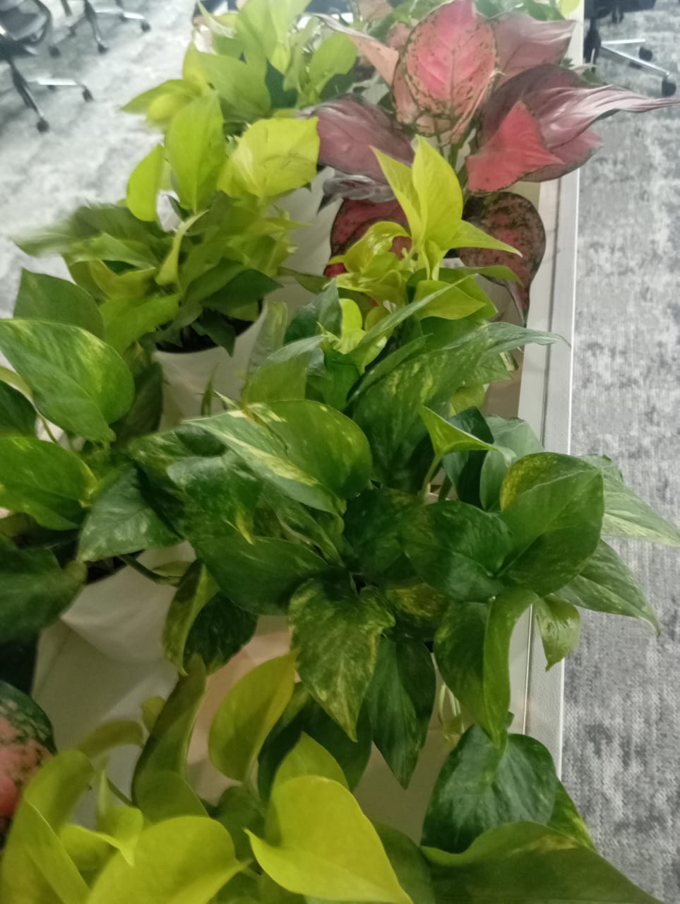 Plant available on rent in Pune
