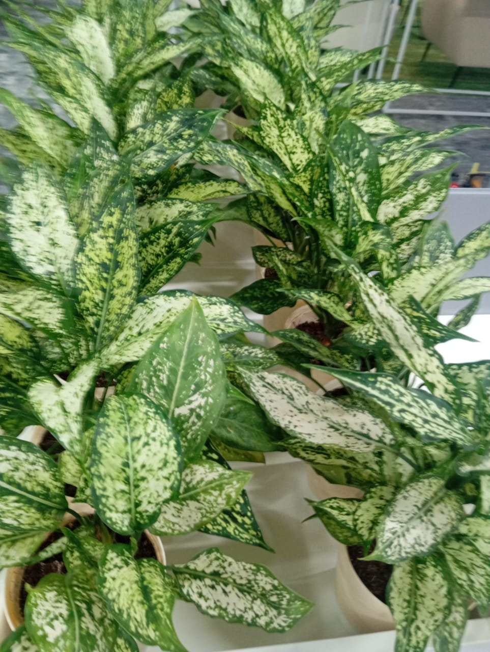 Plant available on rent in Pune