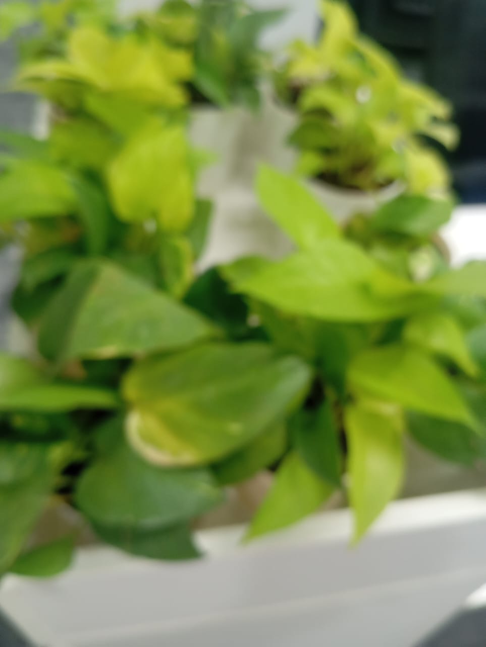 Plant available on rent in Pune