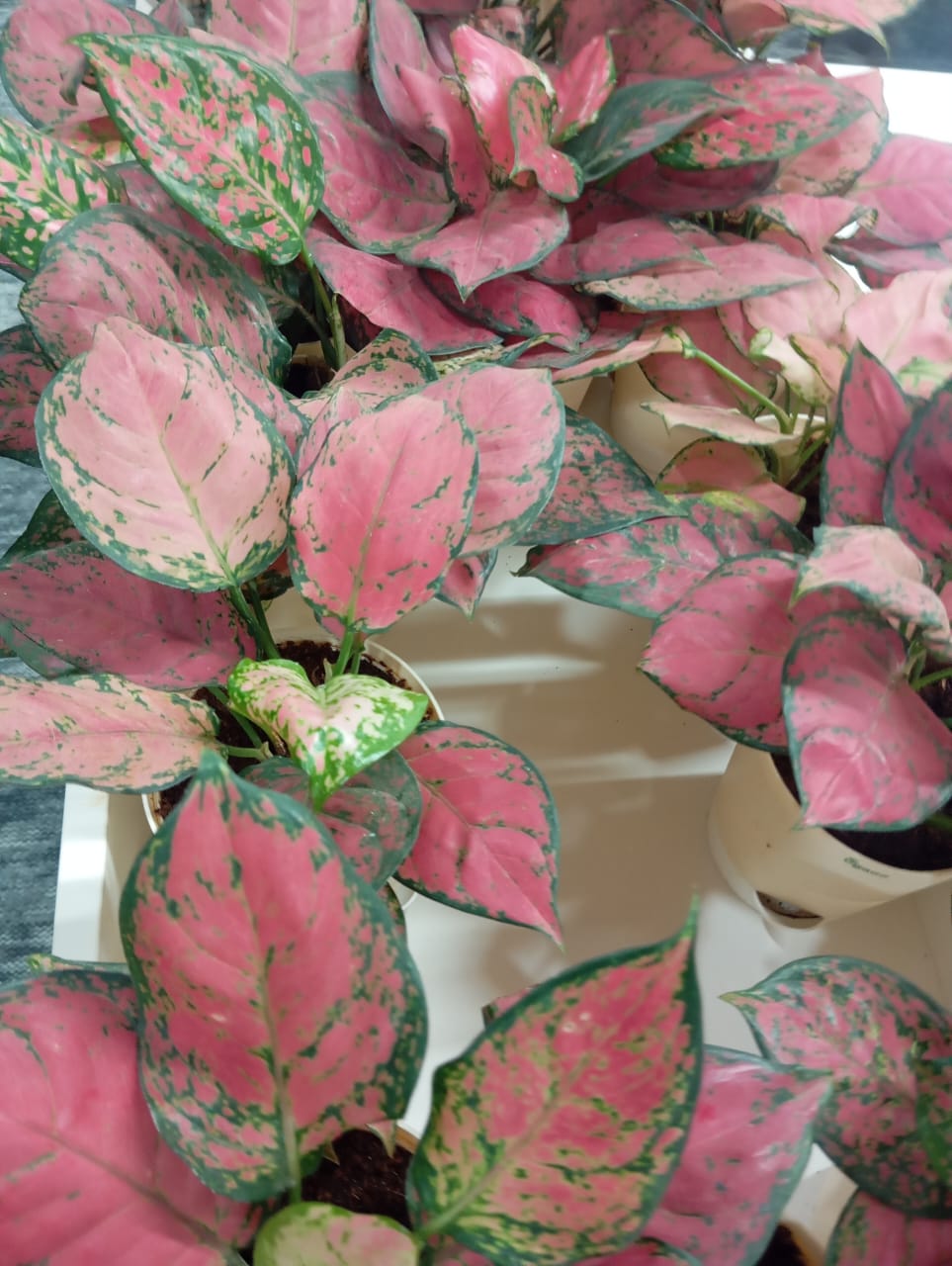 Plant available on rent in Pune