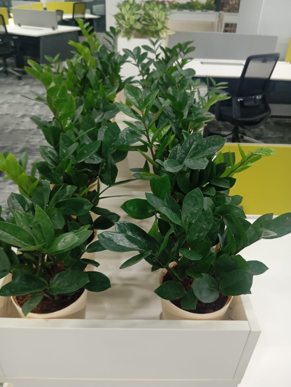 Plant available on rent in Pune