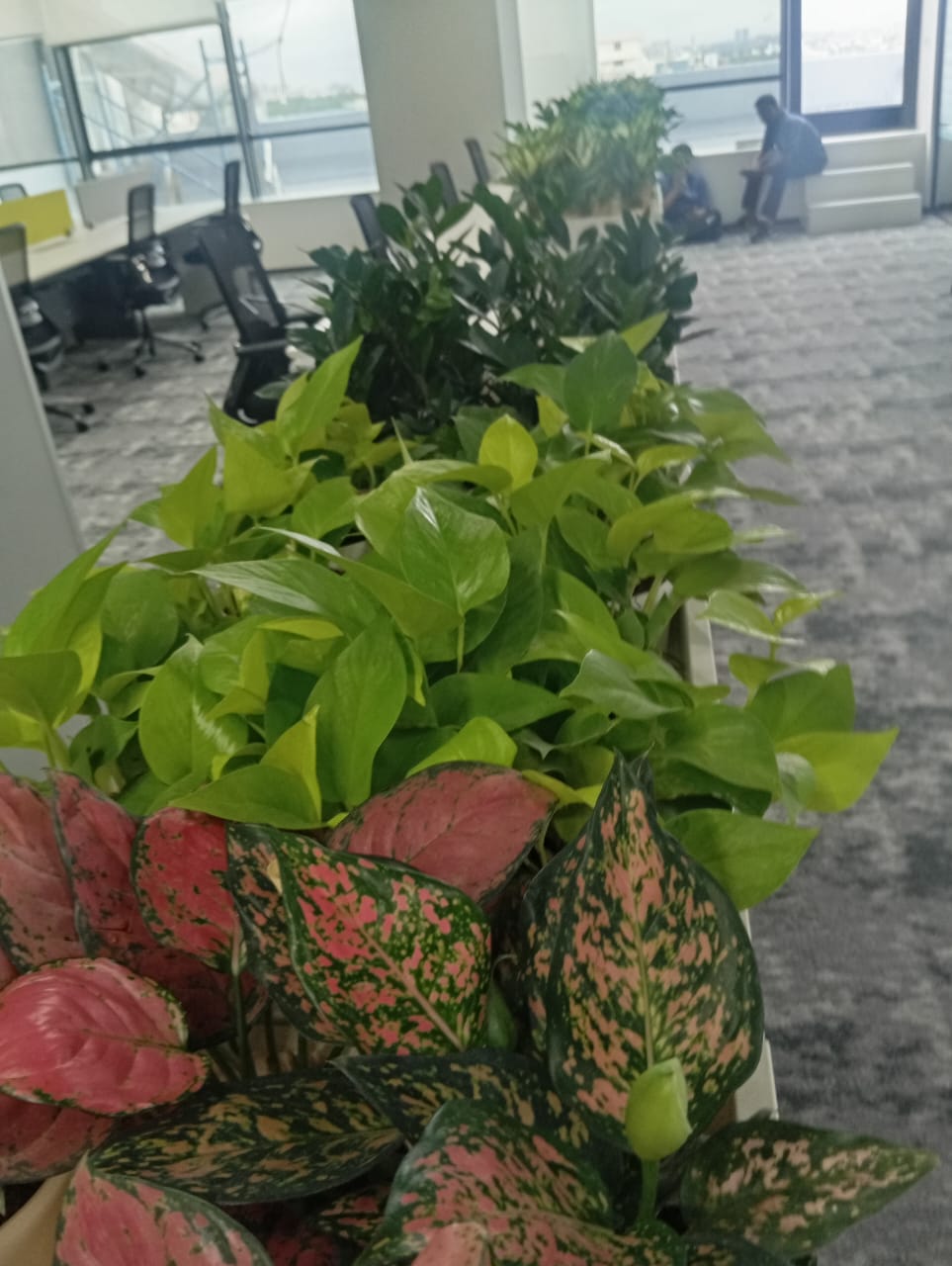 Plant available on rent in Pune