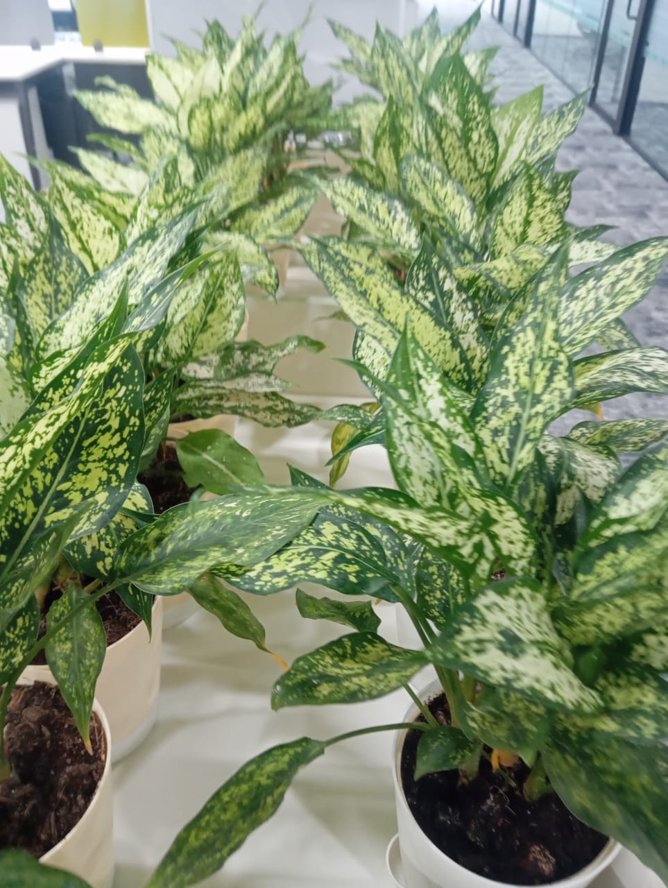Plant available on rent in Pune