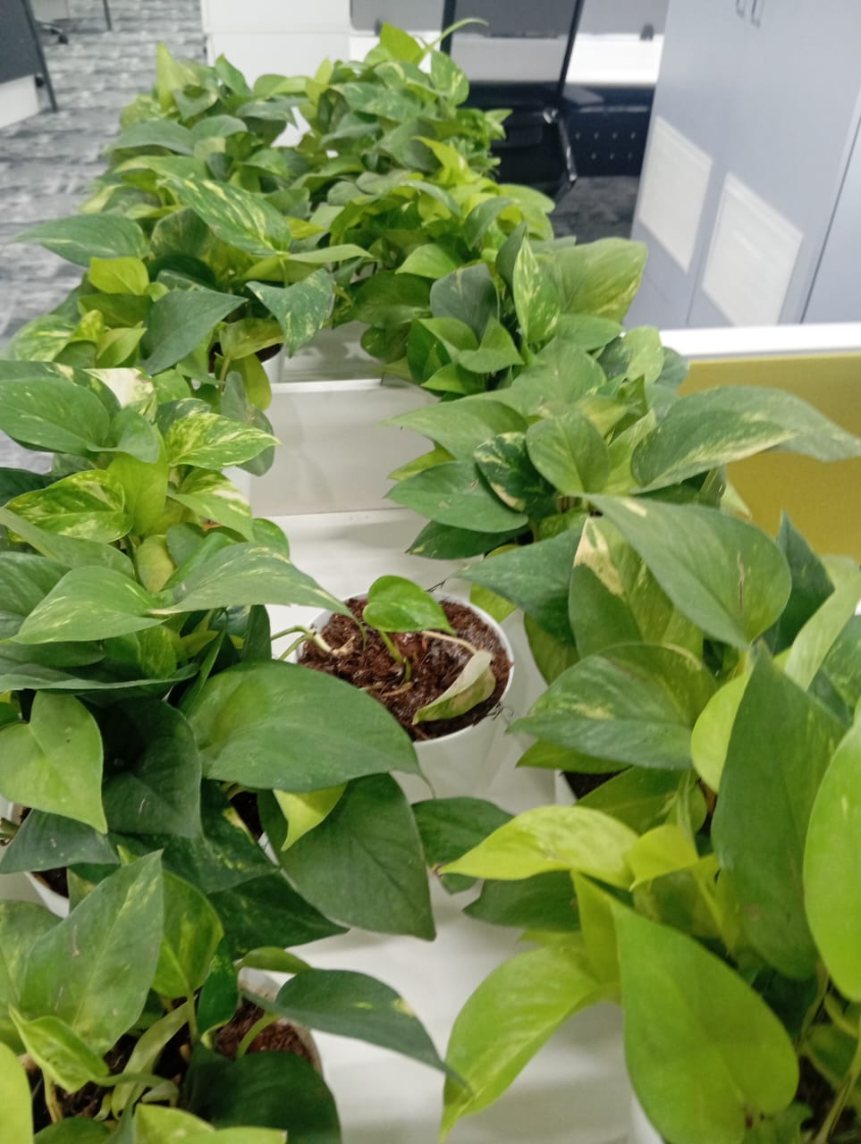 Plant available on rent in Pune