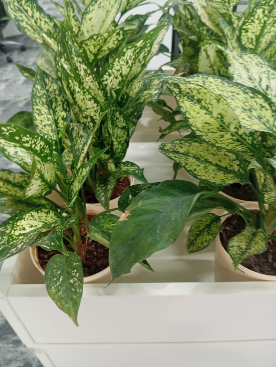Plant available on rent in Pune