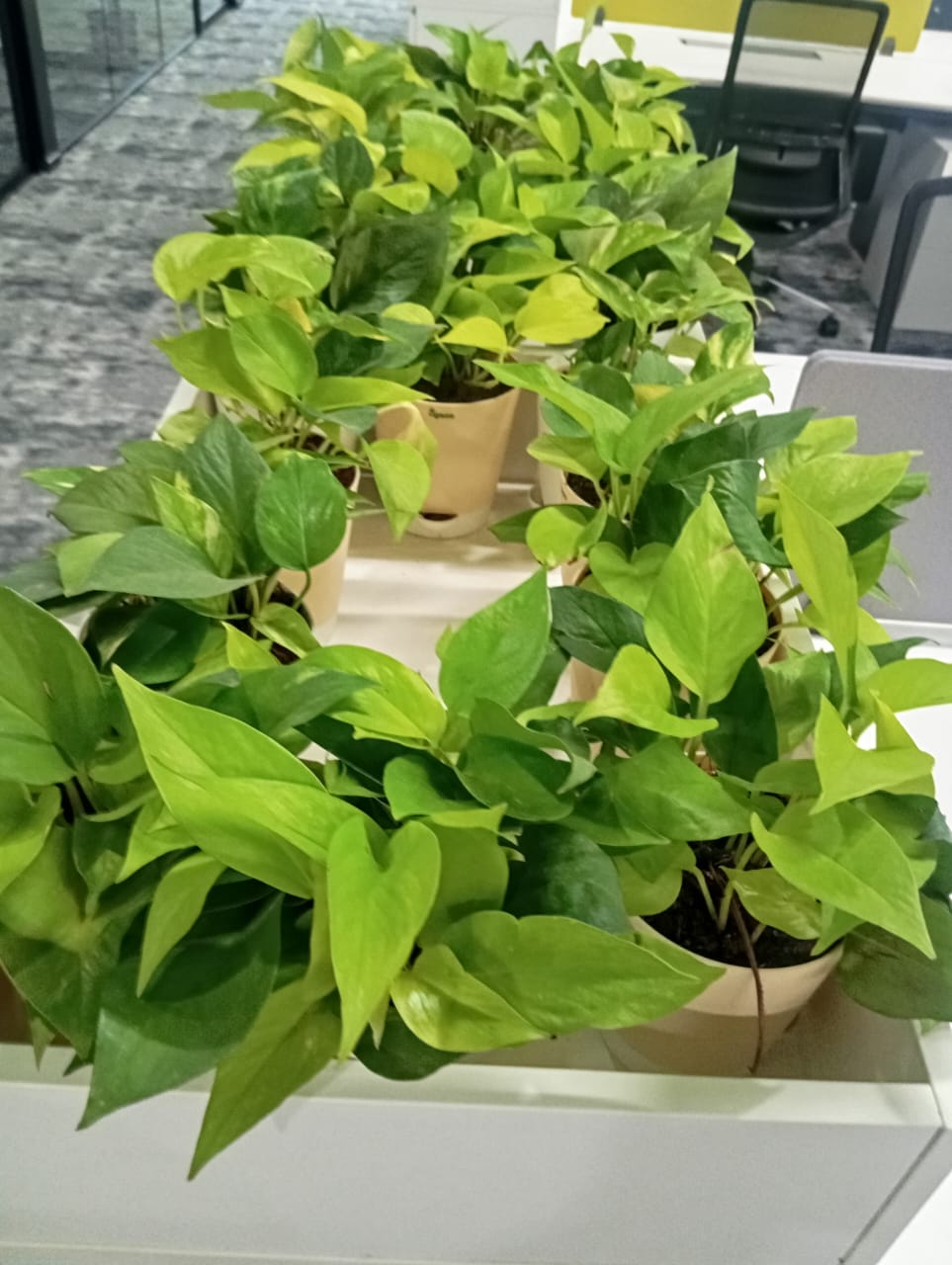 Plant available on rent in Pune