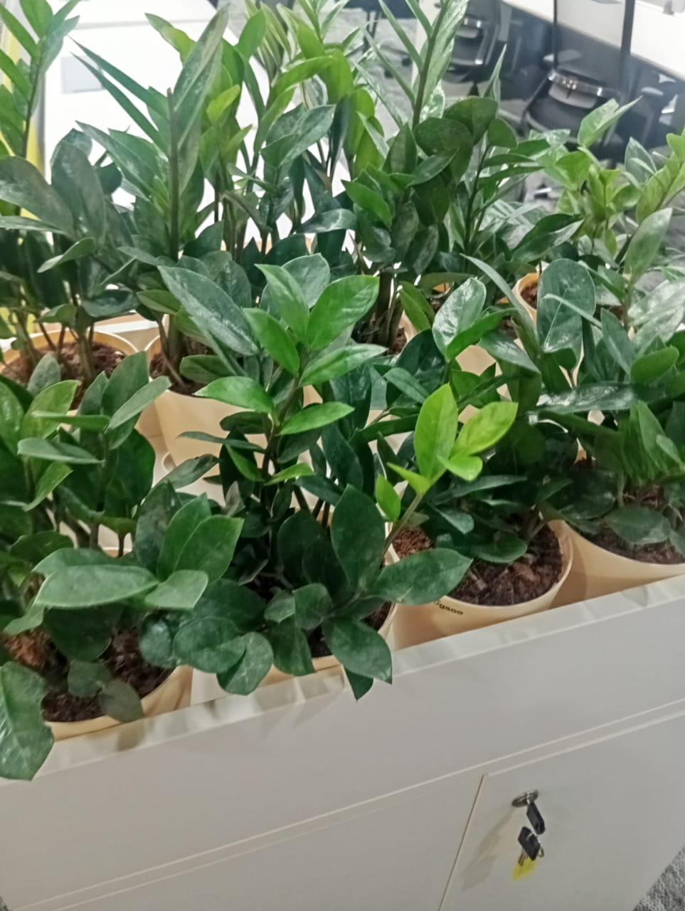 Plant available on rent in Pune