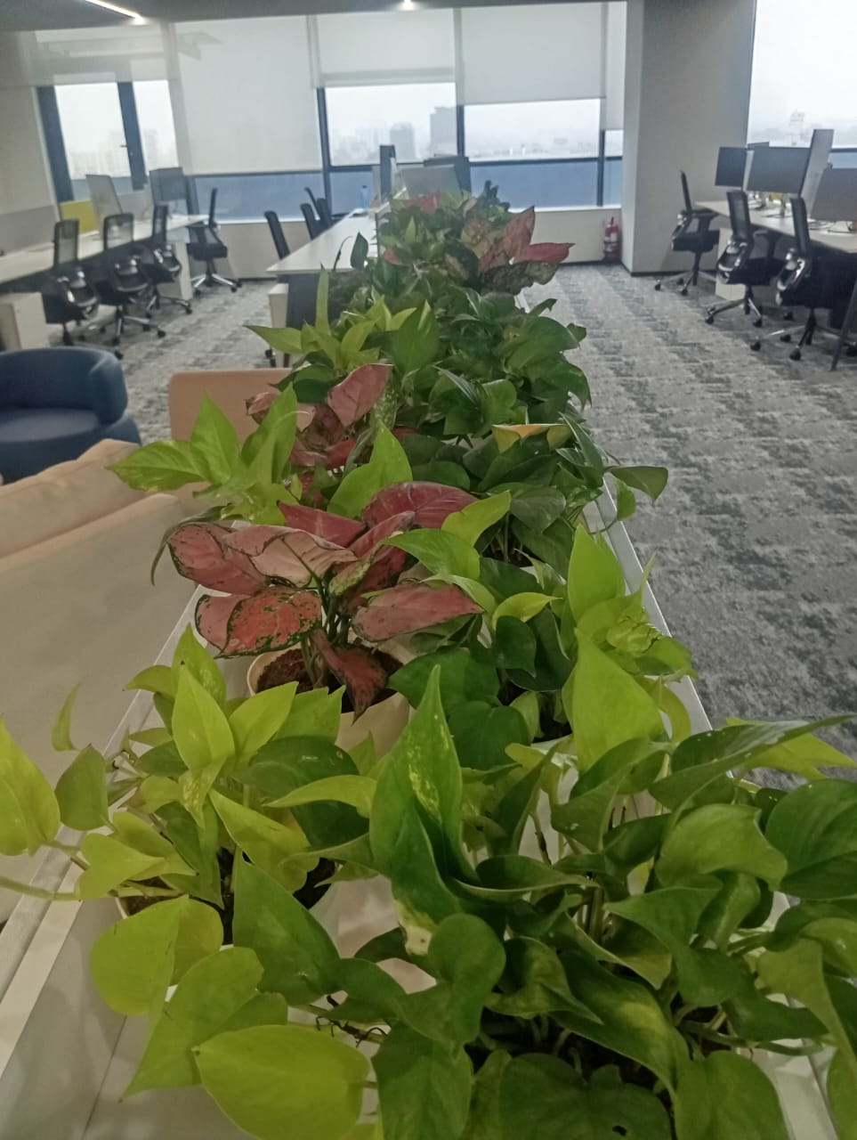Plant available on rent in Pune