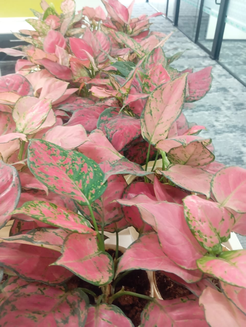 Plant available on rent in Pune