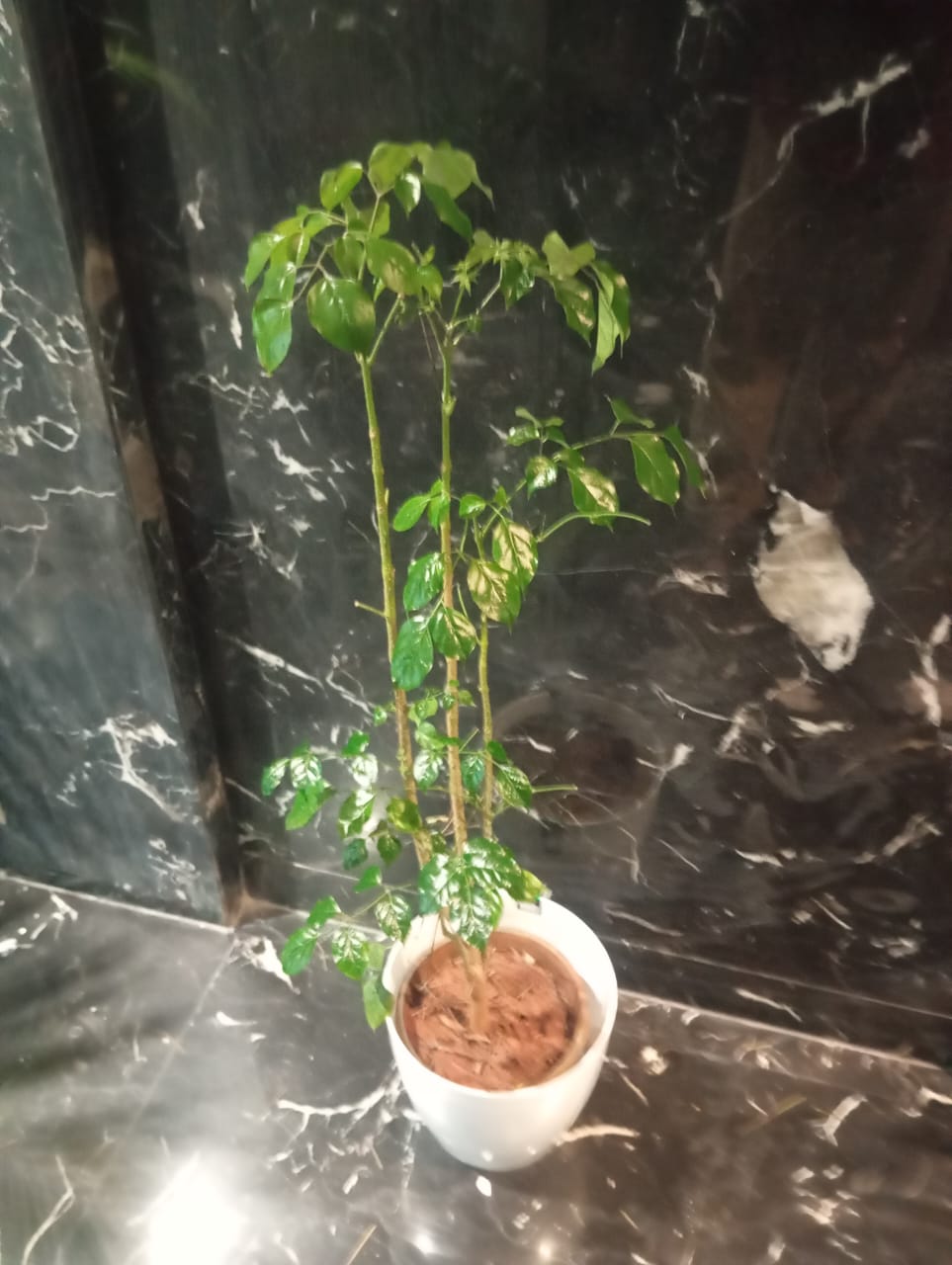 Plant available on rent in Pune