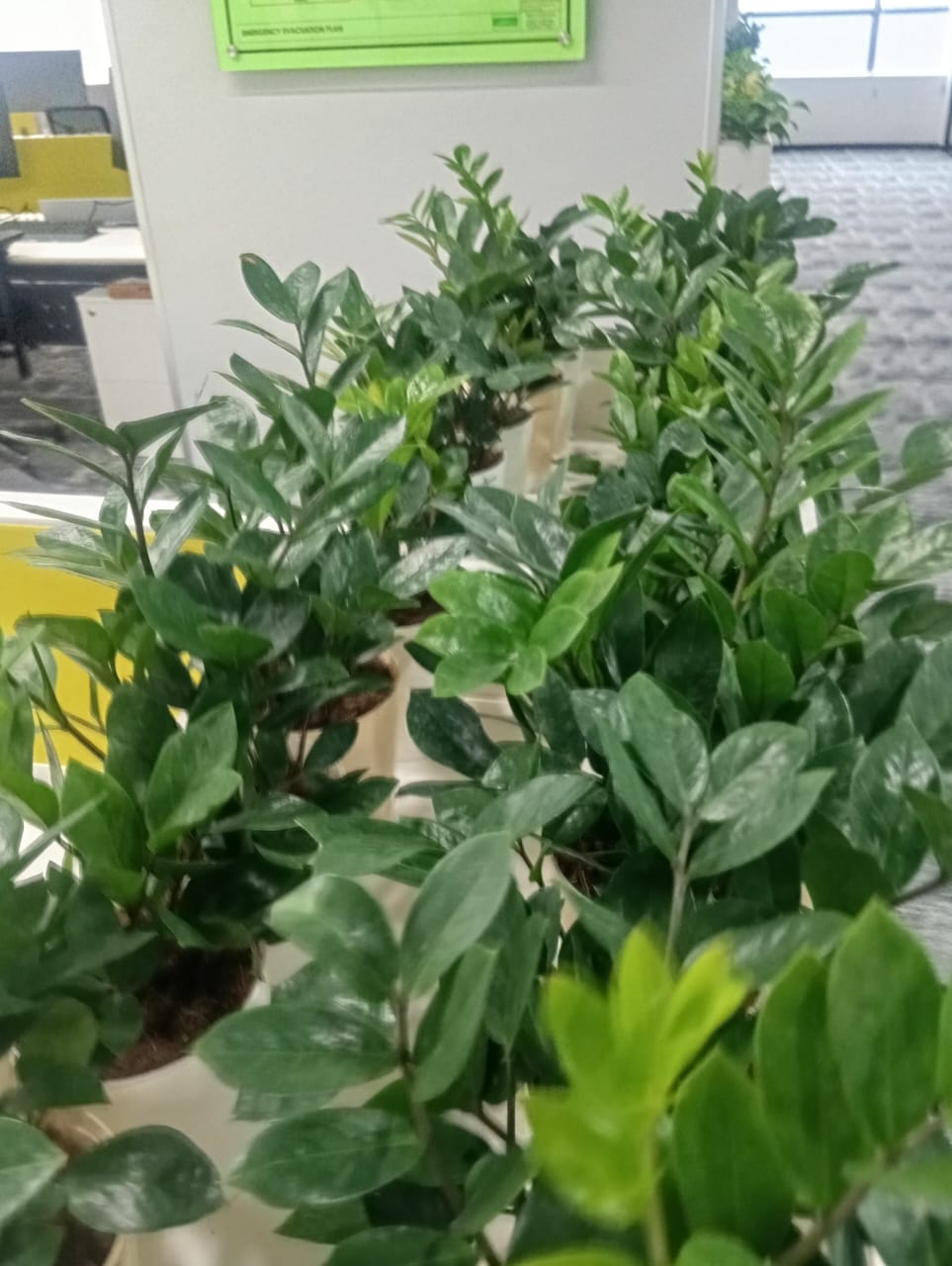 Plant available on rent in Pune
