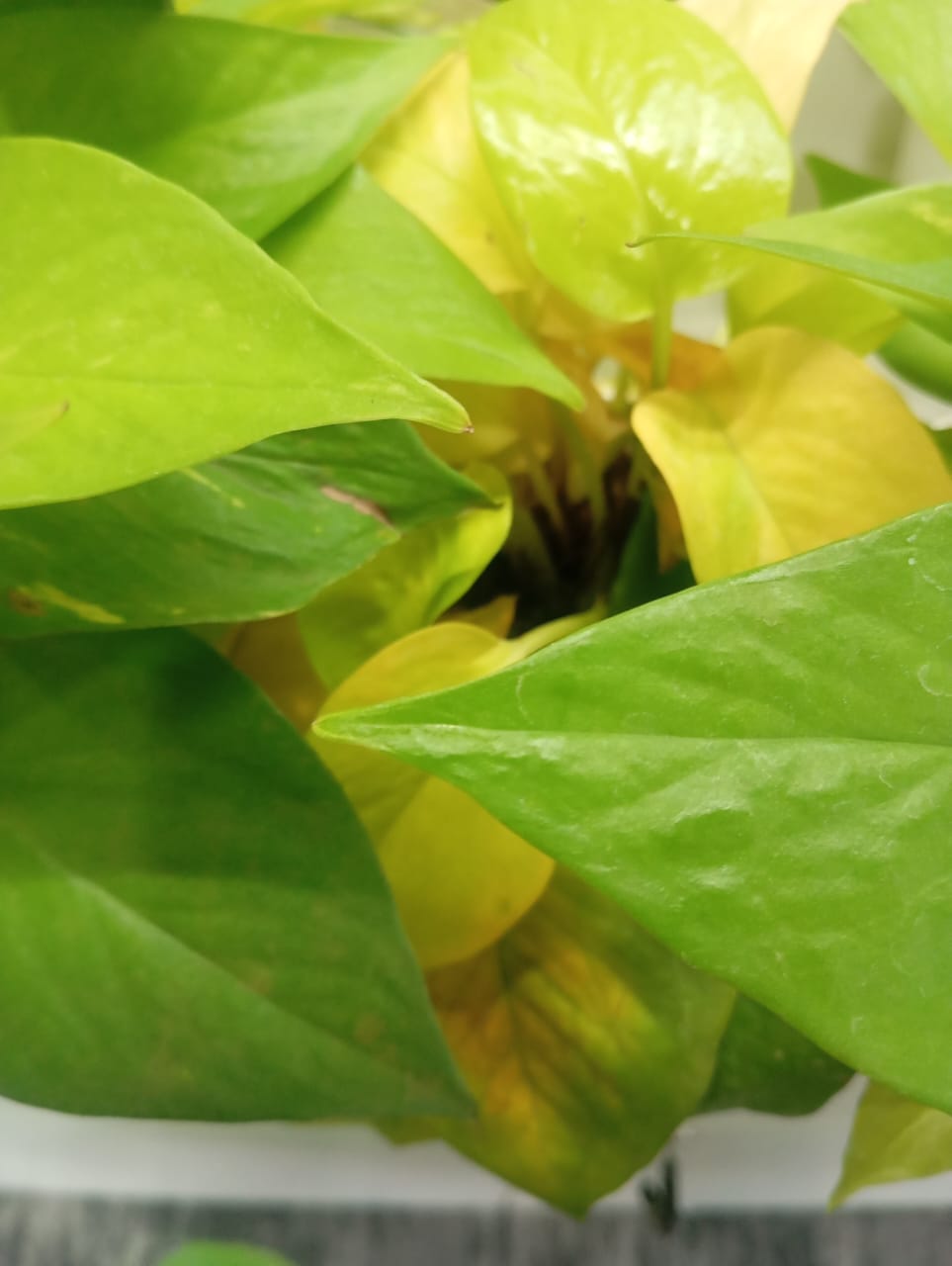 Plant available on rent in Pune