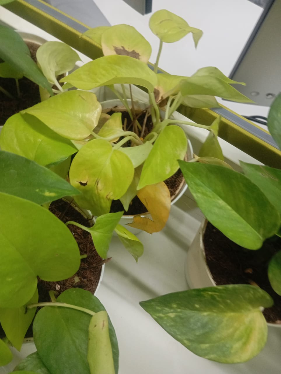 Plant available on rent in Pune