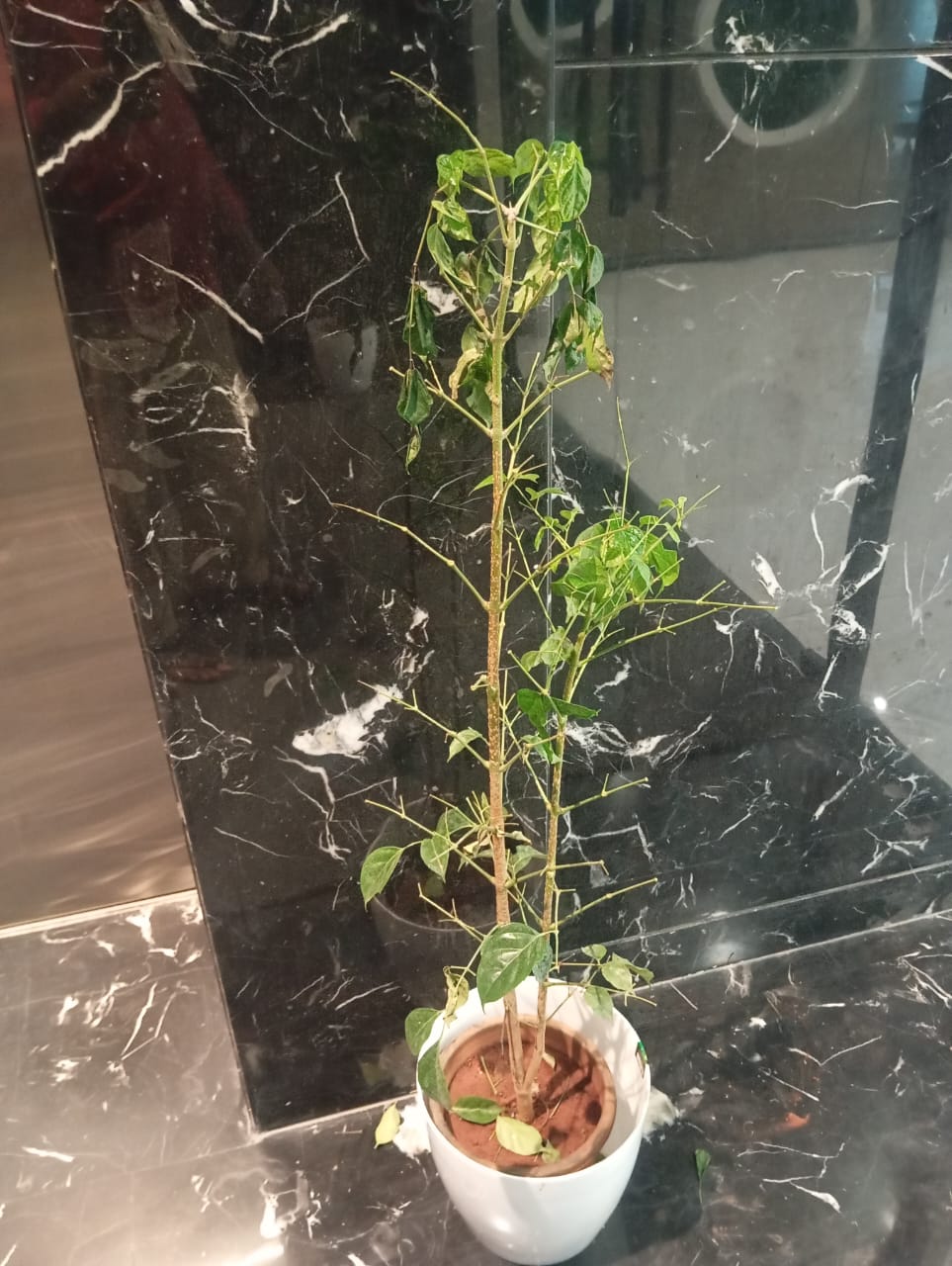 Plant available on rent in Pune