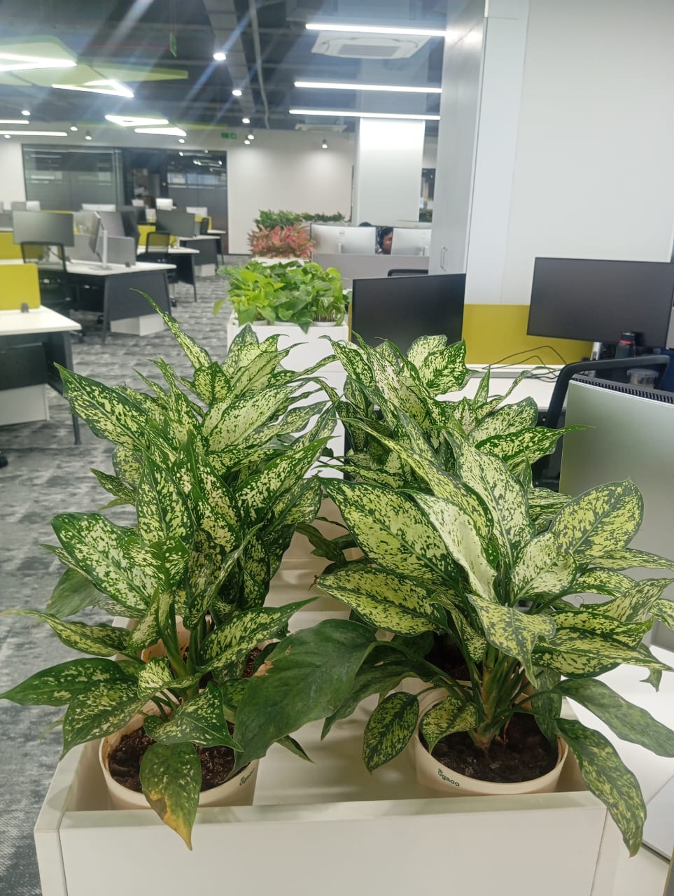 Plant available on rent in Pune