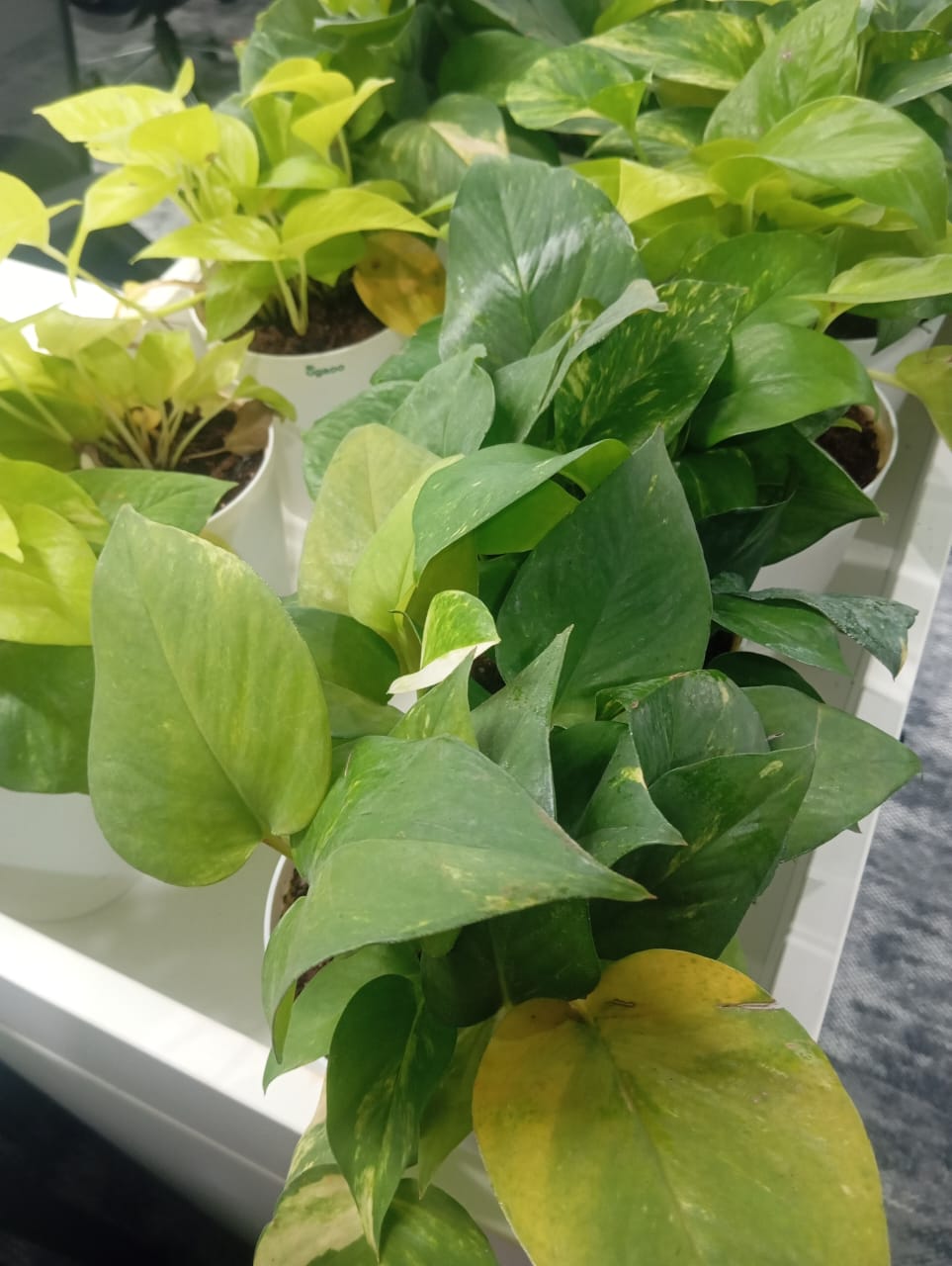 Plant available on rent in Pune