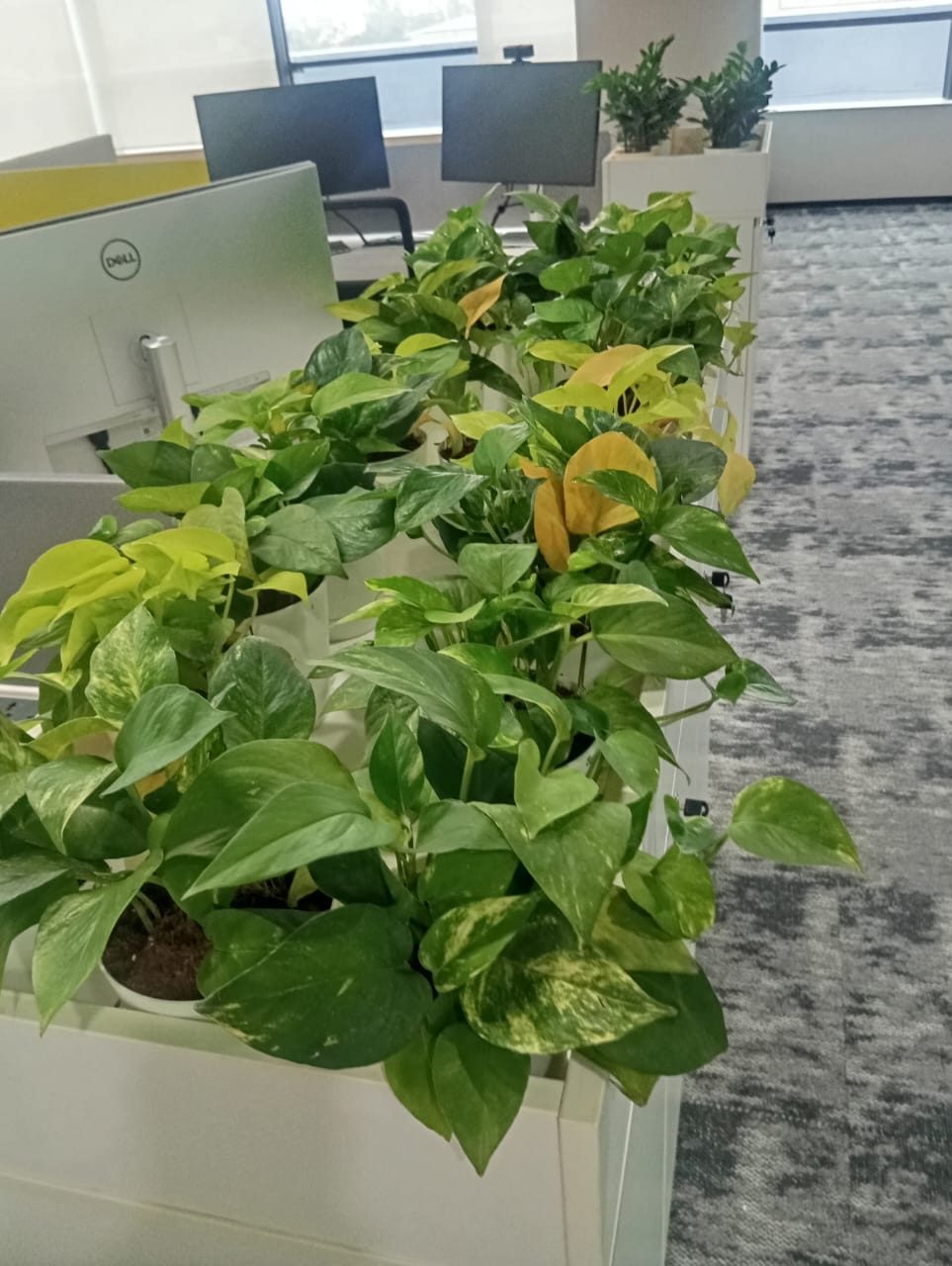 Plant available on rent in Pune