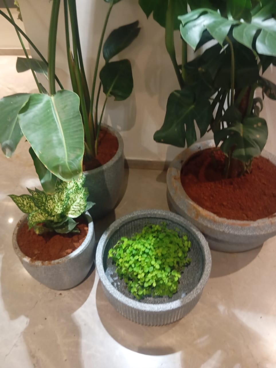 Plant available on rent in Pune